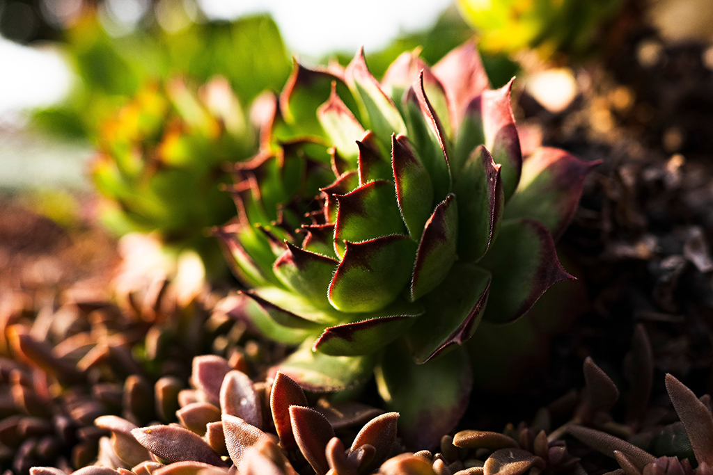 do succulents need direct sun