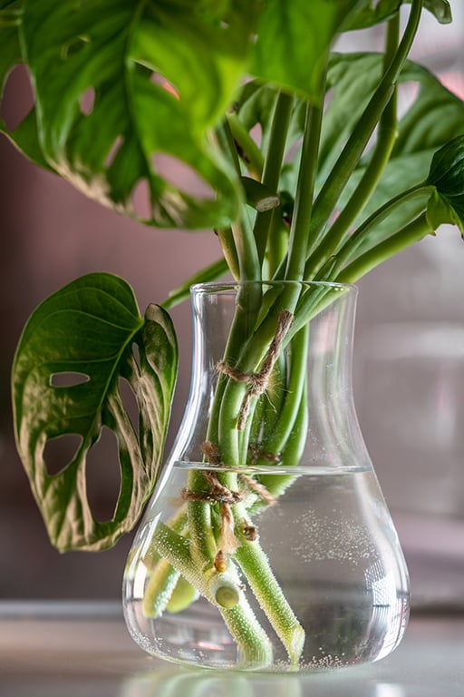 propagating monstera in water