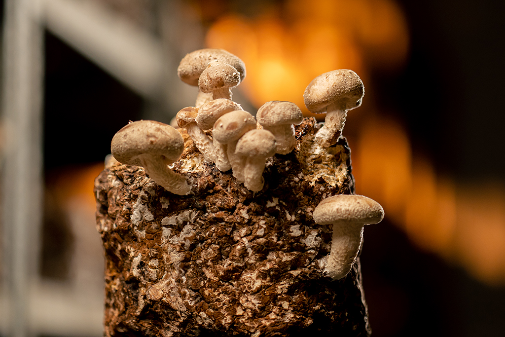 growing magic mushrooms