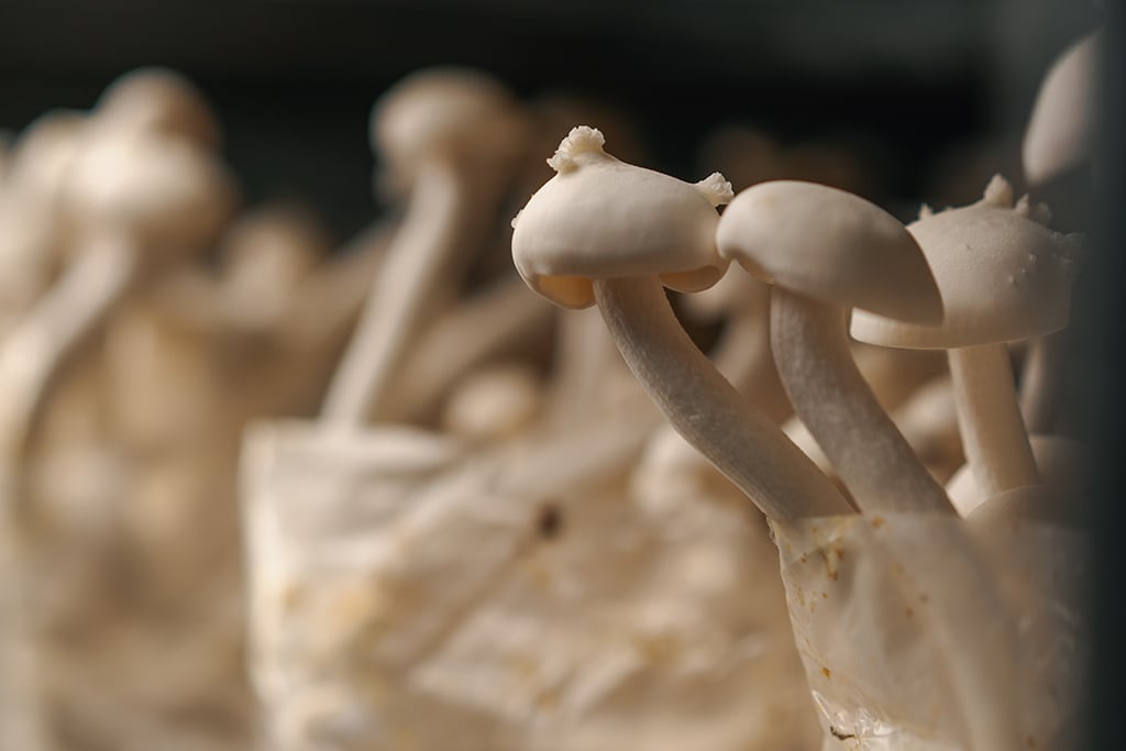 how long does it take to grow magic mushrooms