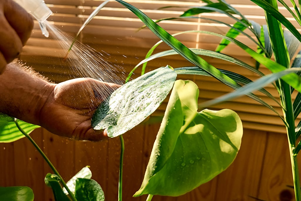 misting monstera leaves