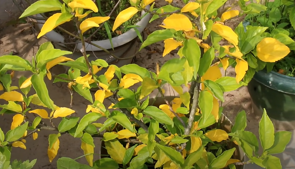 hibiscus leaves turning yellow