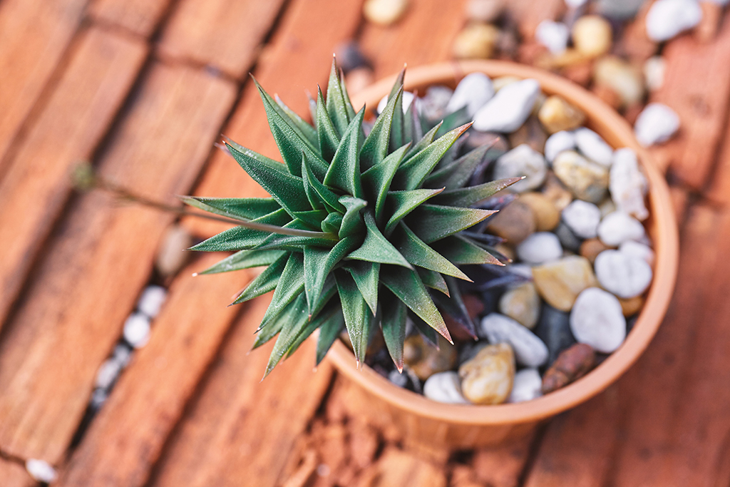 how much sun do succulents need