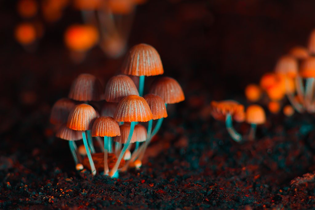 orange-psilocybin-mushrooms