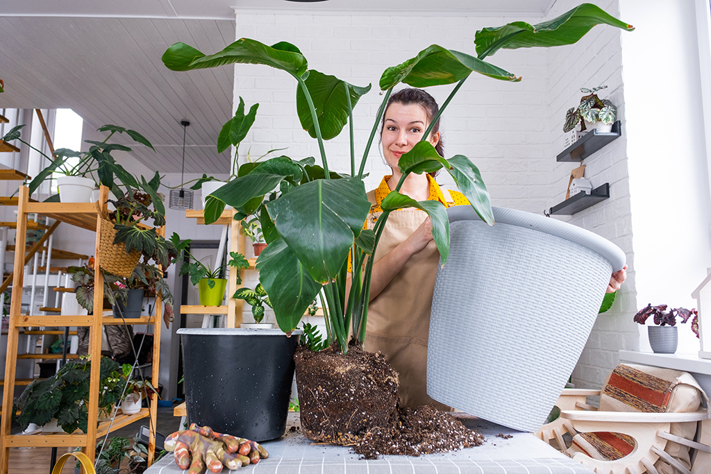 repotting-monstera