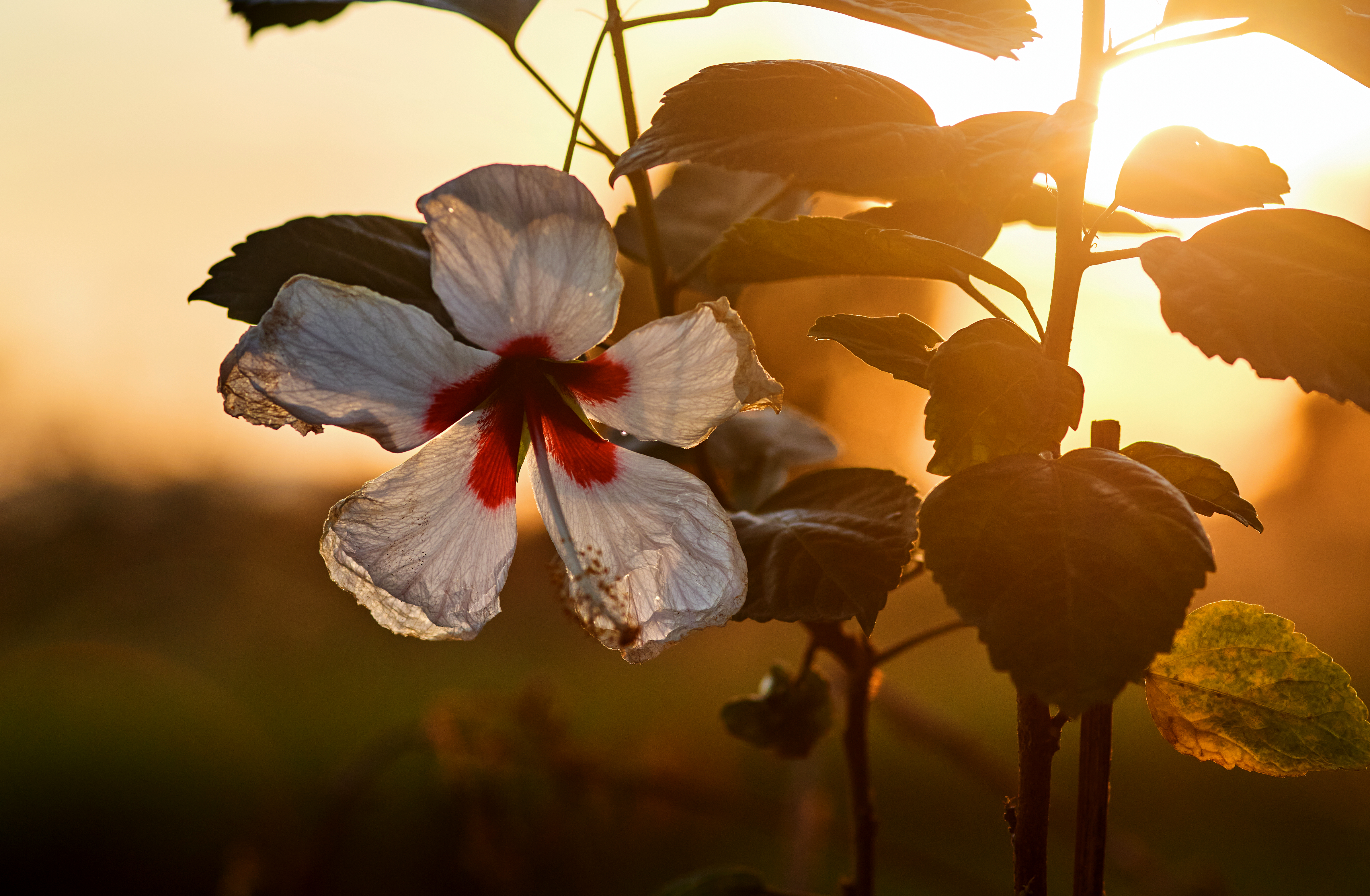 yellow hibiscus leaves