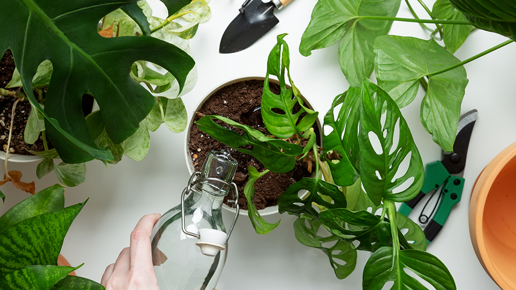 watering monstera