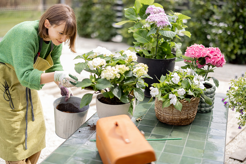 when is the best time to plant hydrangeas