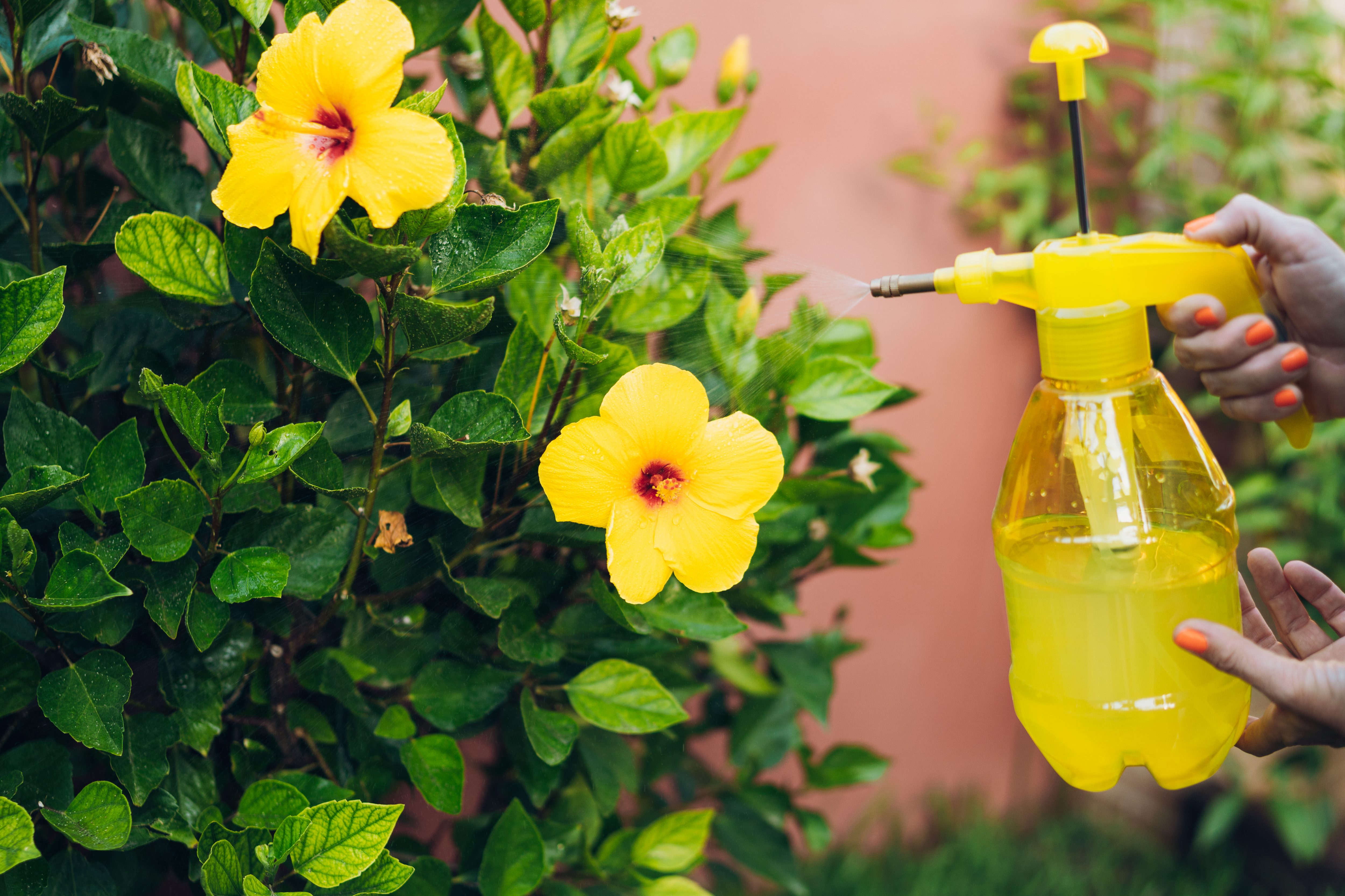 watering hibiscus