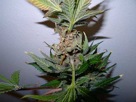 bud rot weed pictures
