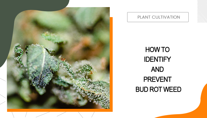 How to Identify and Prevent Bud Rot Weed