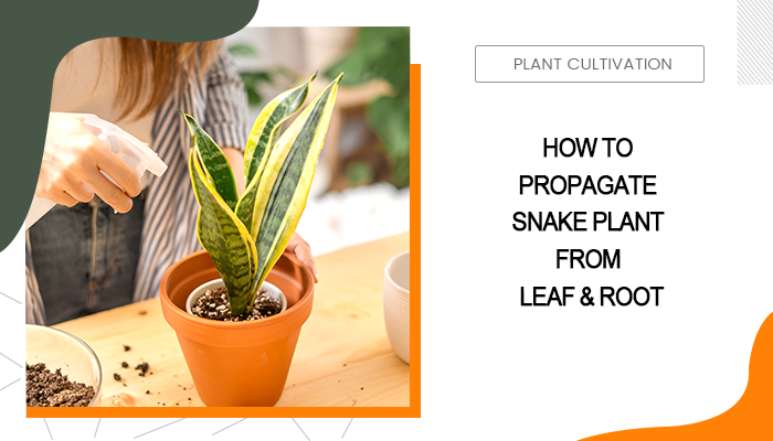 How to Propagate Snake Plant