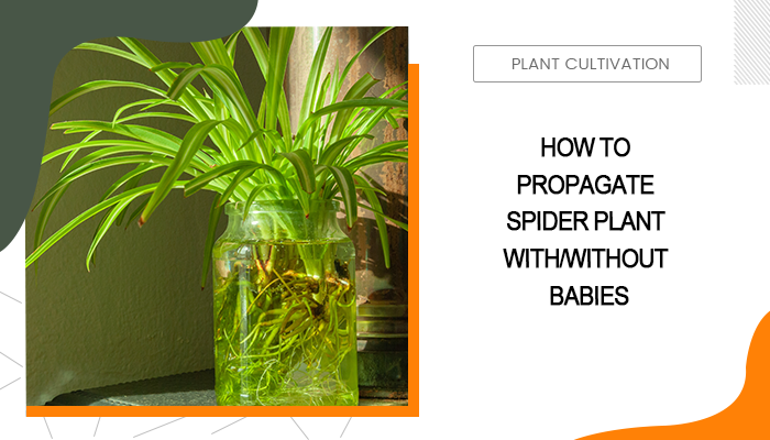 How to Propagate Spider Plant