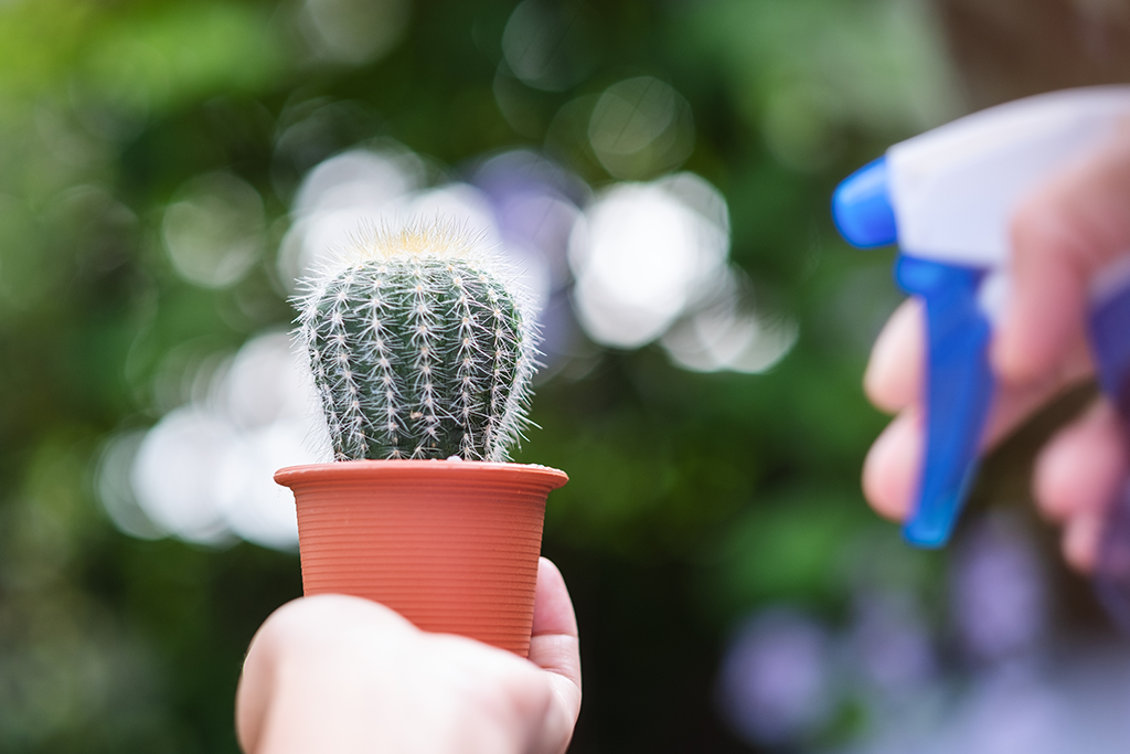 fix underwatering Christmas cactus