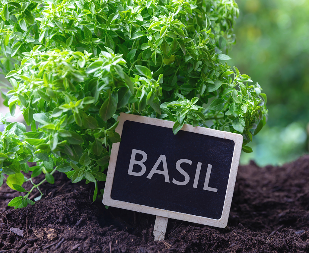 how to harvest basil