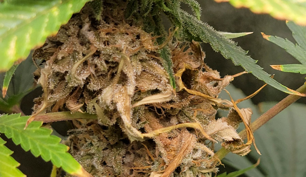 bud rot weed