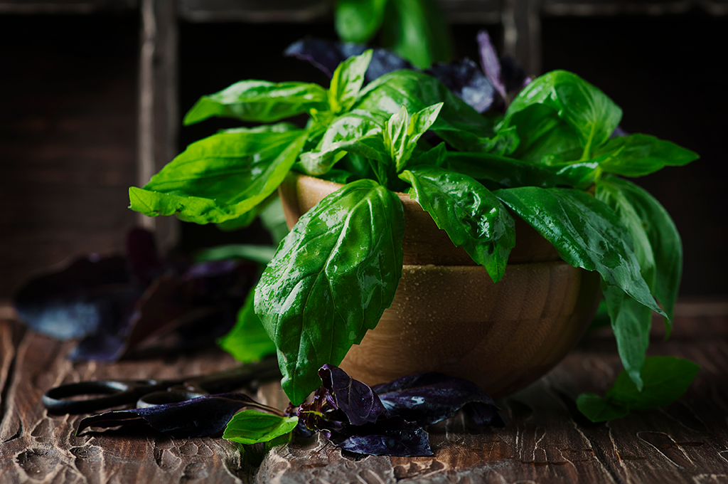 How to Preserve Fresh Basil