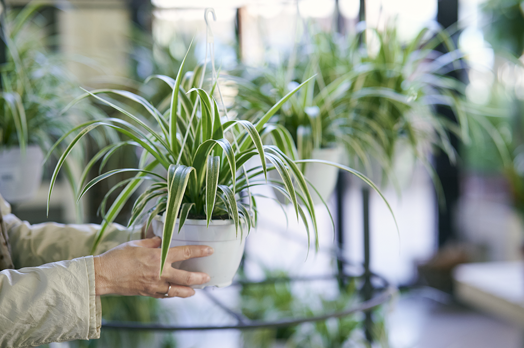 How to Propagate Spider Plant Stolon