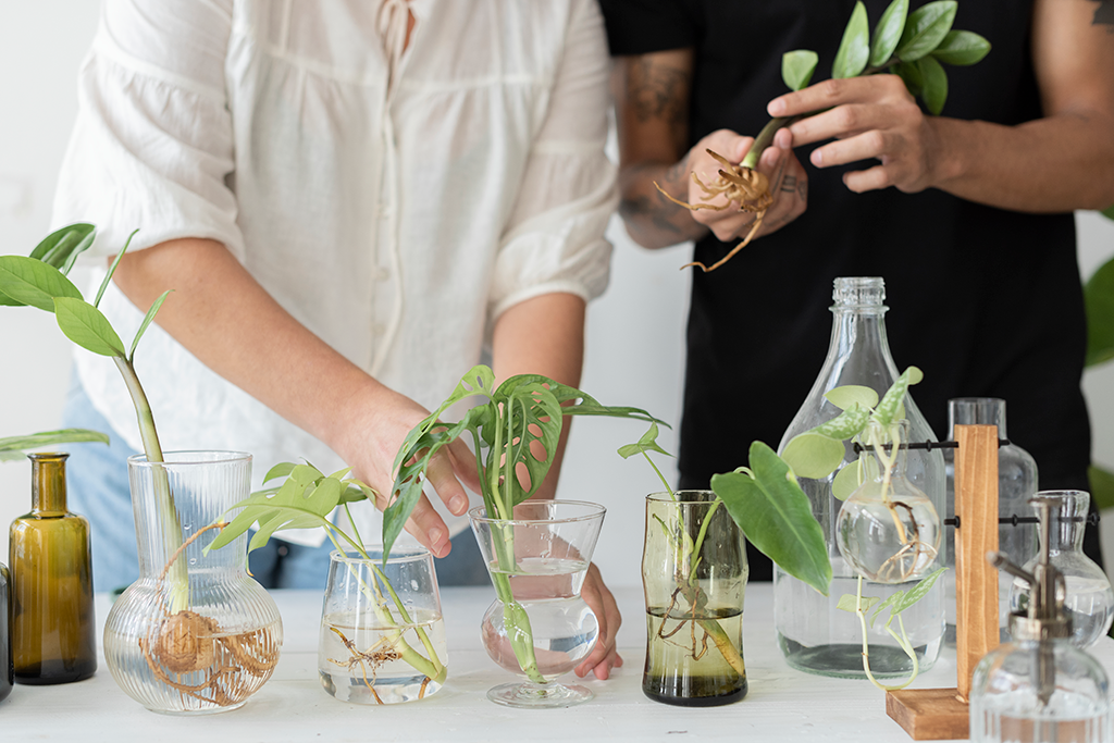 How to Propagate a Snake Plant in Water