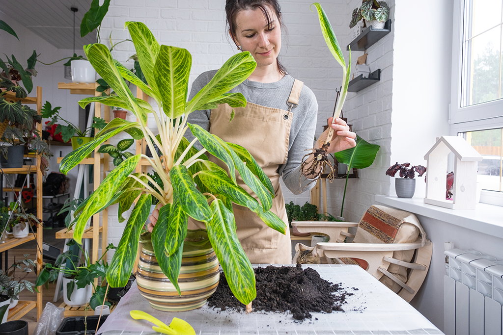 How to Propagate a Snake Plant with Soil