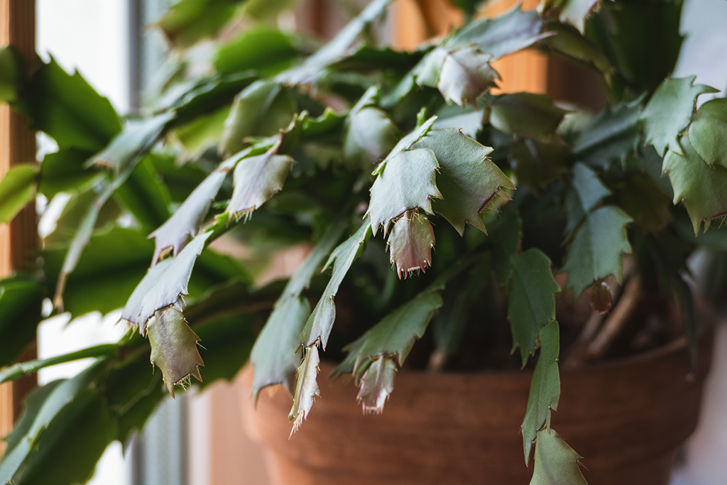 how to fix limp Christmas cactus