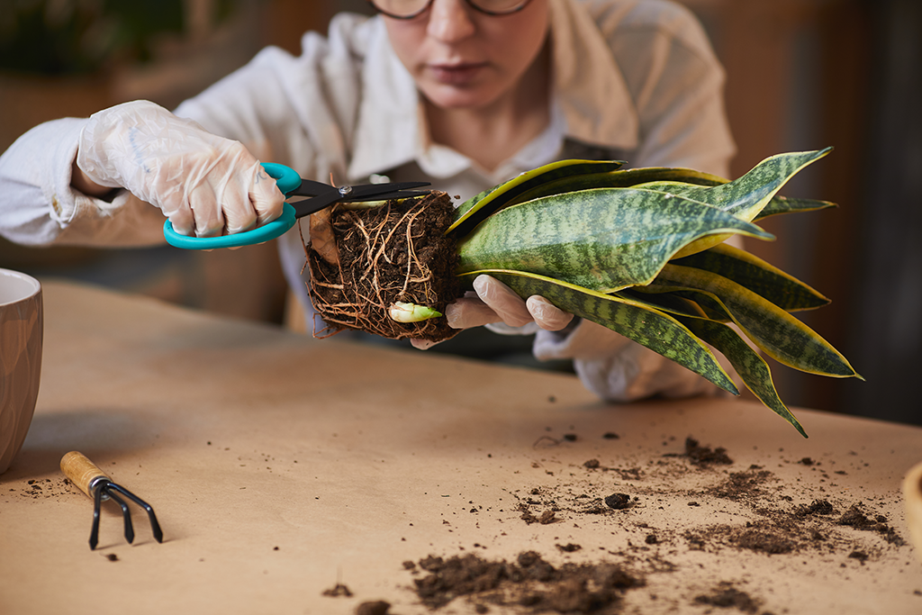 How to Propagate a Snake Plant by division