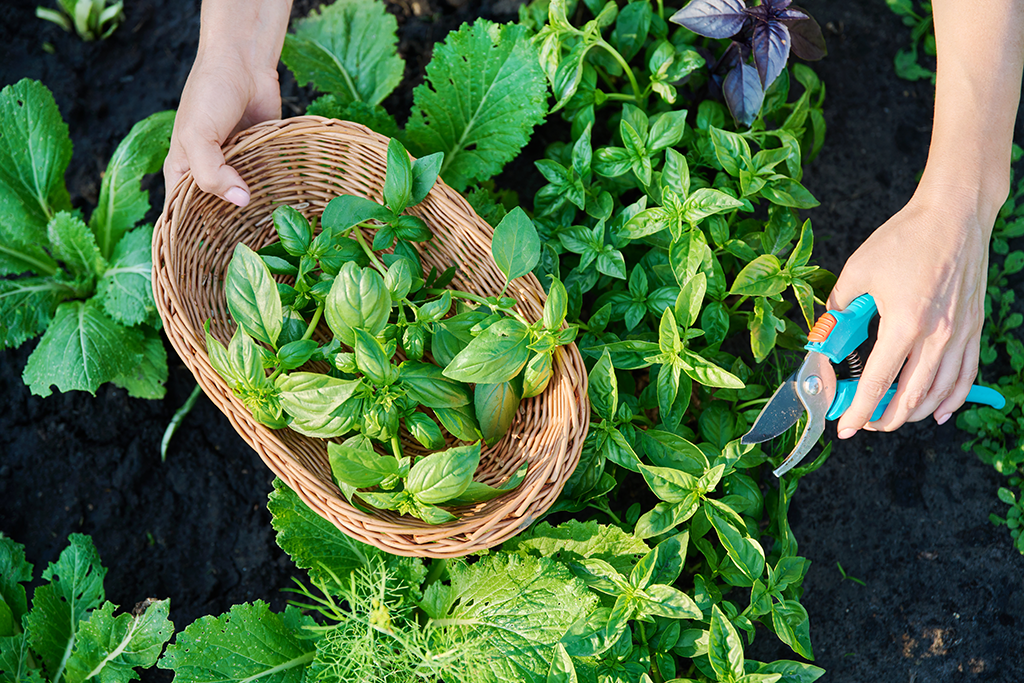 how to prune basil