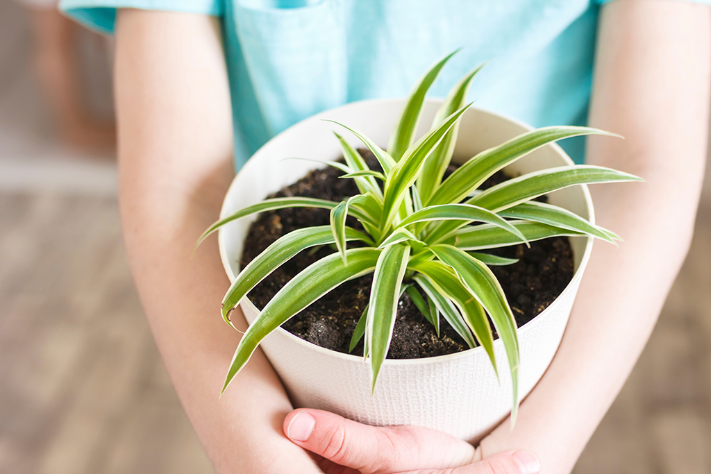 Propagating Spider Plant Babies with Soil