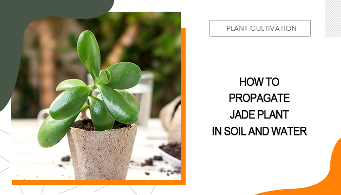 How to Propagate Jade Plant