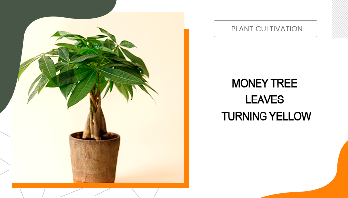 Money Tree Leaves Turning Yellow