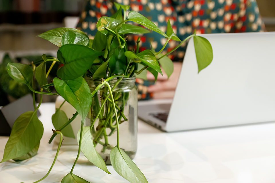 why are my pothos leaves turning yellow