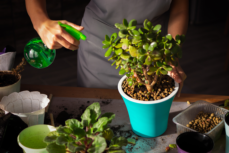 watering jade plant