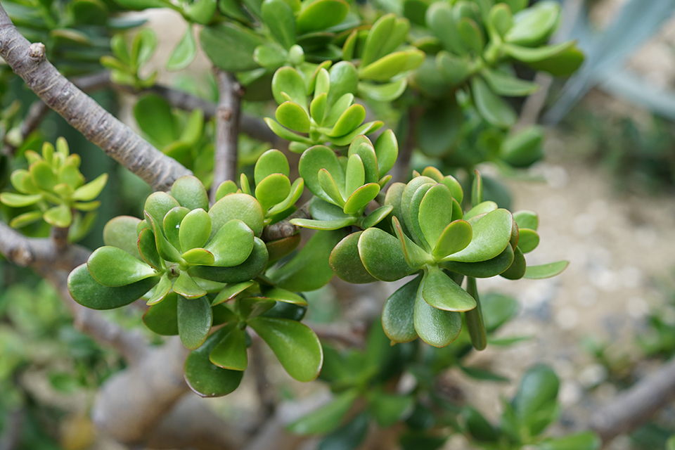 jade plant propagation