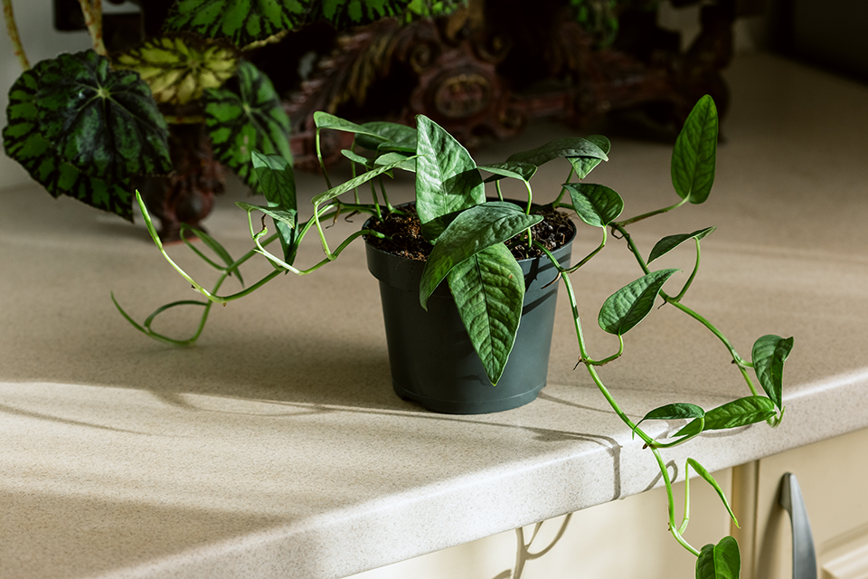 pothos leaves turning yellow