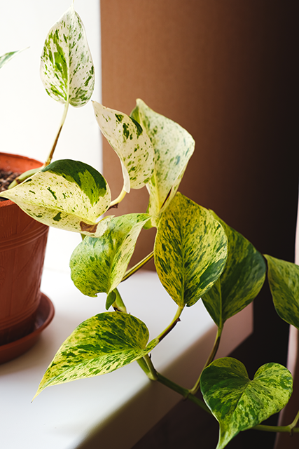 pothos yellow leaves