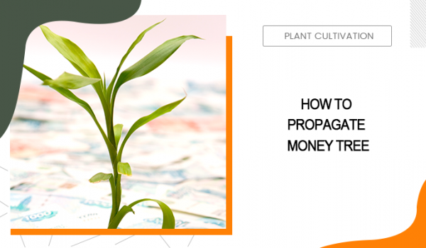 Propagate Money Tree