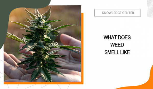 What Does Weed Smell Like
