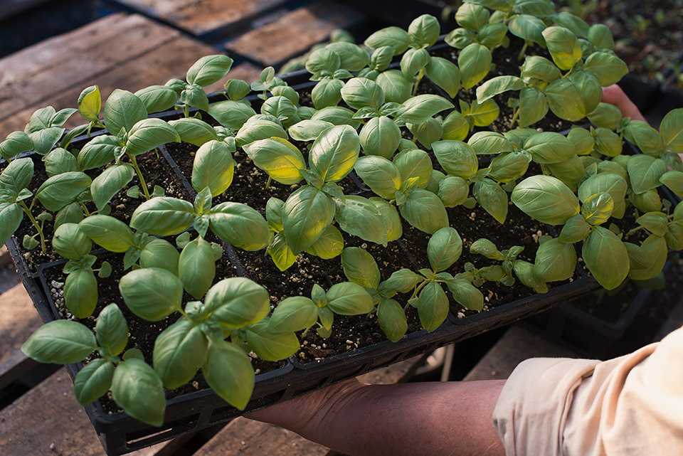 how to grow basil