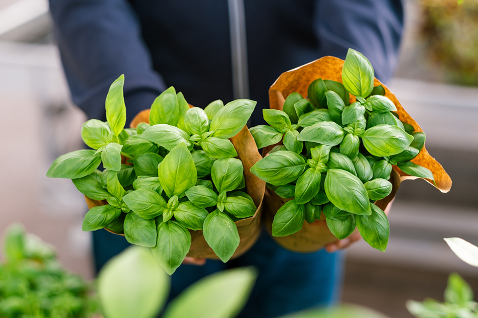 Choosing a Basil Variety