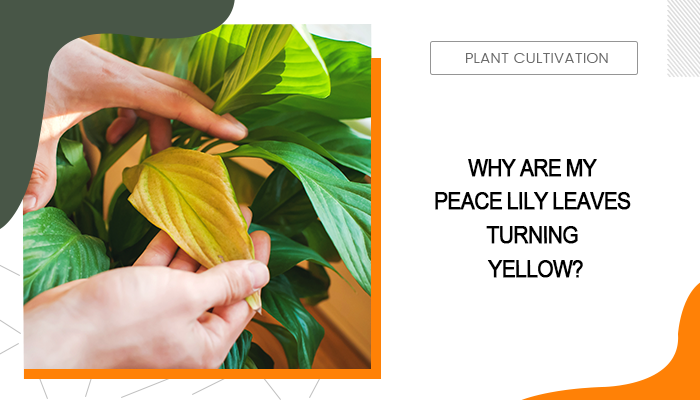 Peace Lily Leaves Turning Yellow