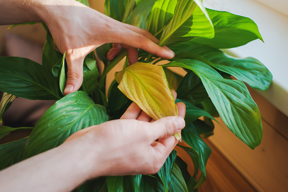 peace lily leaves turning yellow