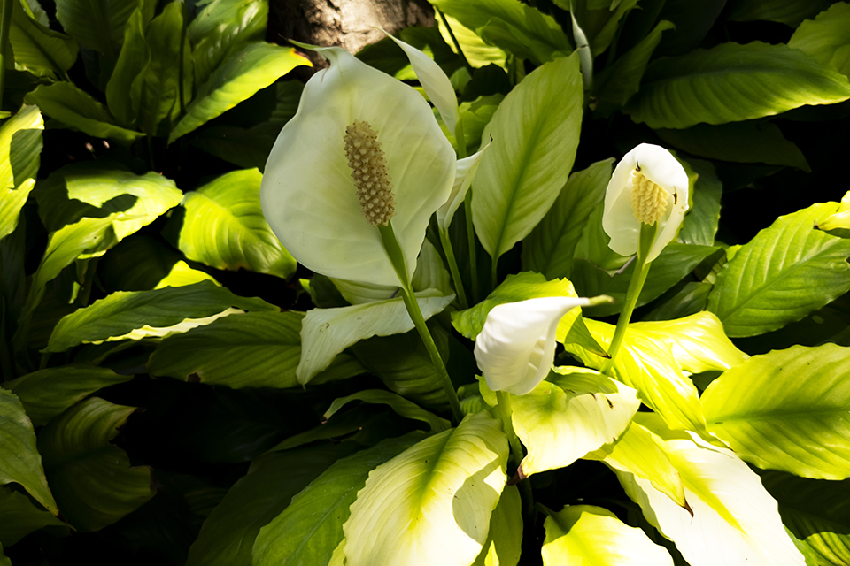 peace lily yellow leaves