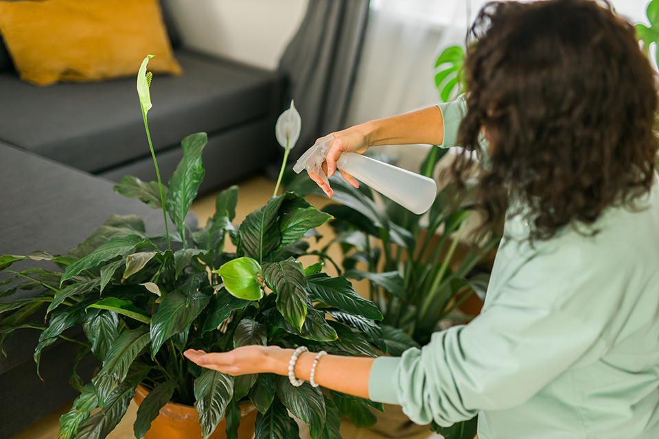 watering peace lilies