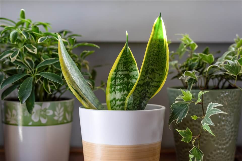 Snake Plant