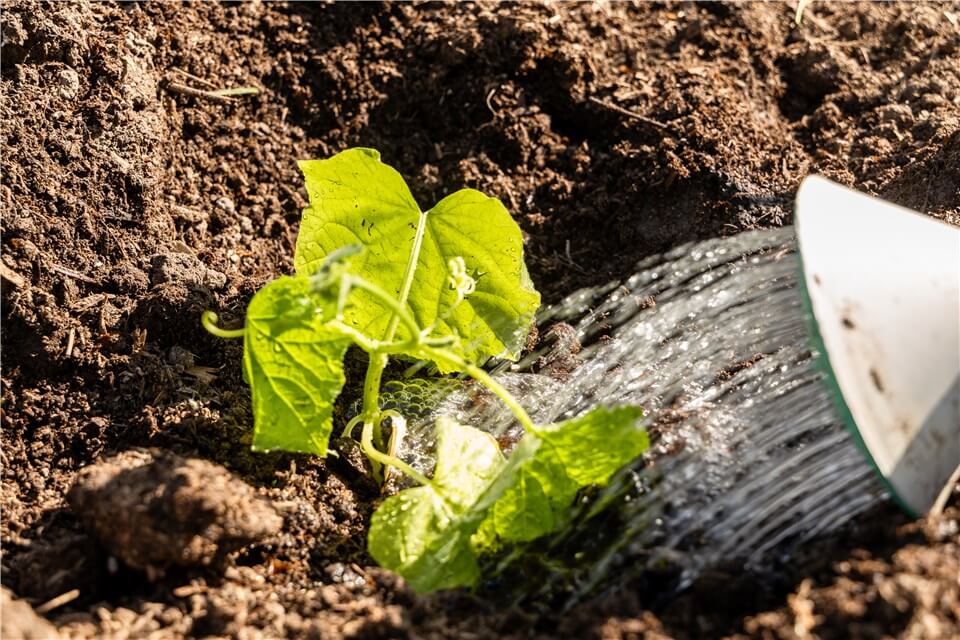 Overwatering Cucumber Leaves