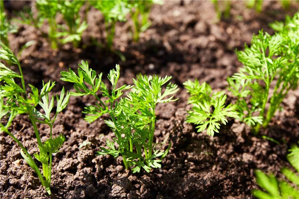 Carrot Seed Leaves