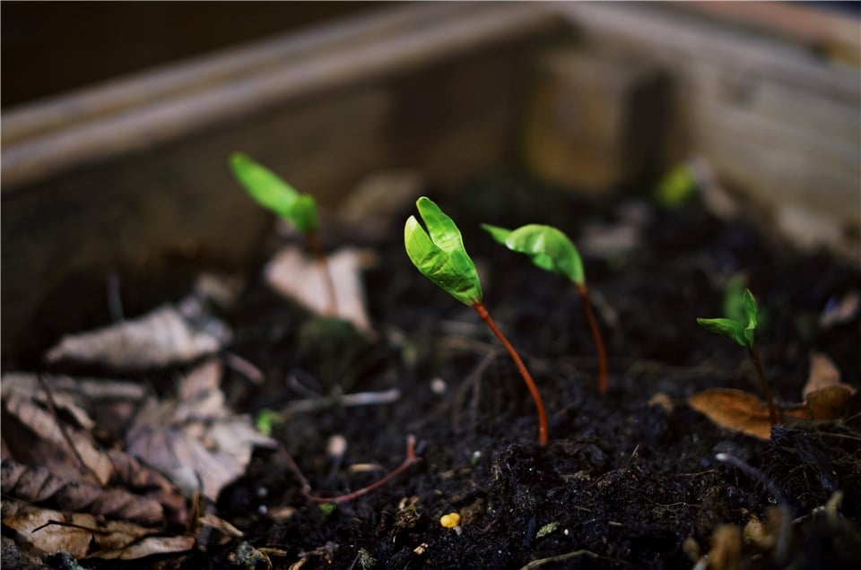 Early Carrot Sprouts
