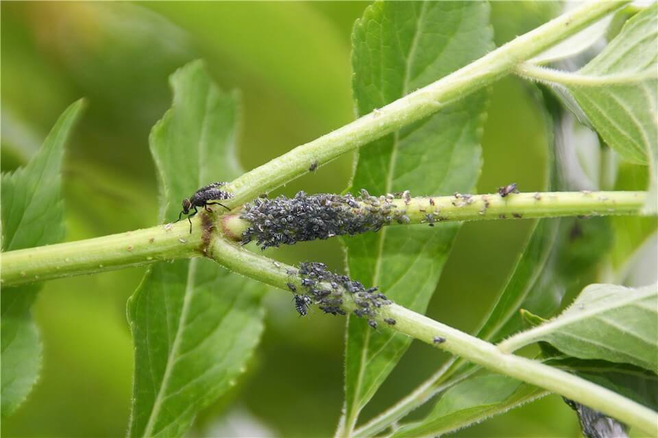Aphids or Mealybugs