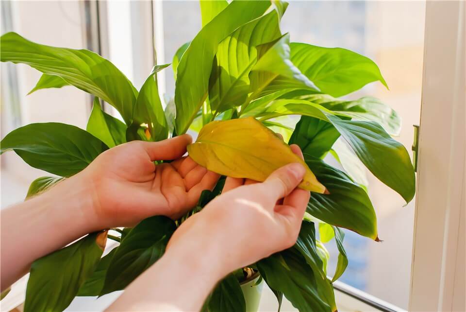 Lack of Sunlight on Indoor Plants