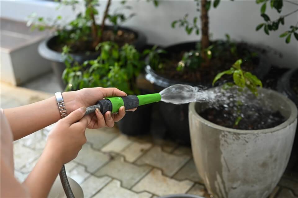 Overwatering or Underwatering